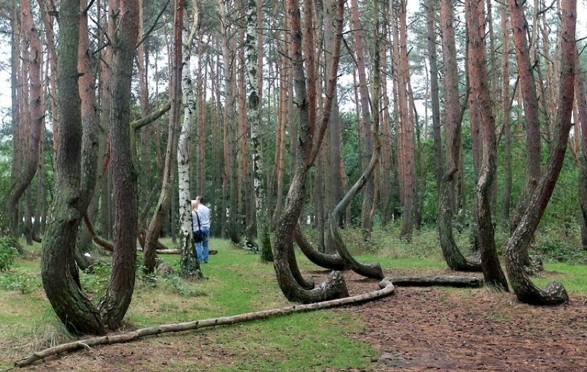 Choć istnieje wiele wersji i hipotez powstania tego lasu,...