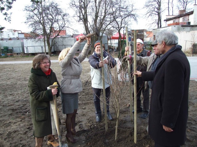 Sadzonki przygotował Werner Grabe, który jest pomysłodawcą akcji. Jak przyznaje, przygotował je z nasion platanu, który rośnie w jednym z puckich parków.