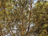 Obrazy malowane koronami drzew [Zdjęcia]
