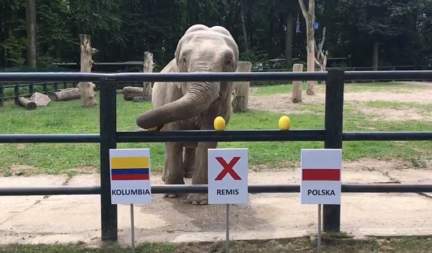 Mundial 2018. Słonica z krakowskiego zoo odbiera złudzenia kibicom biało-czerwonych