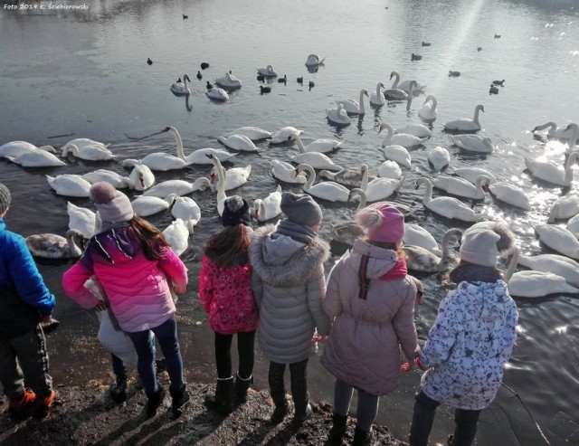 Dokarmianie Łabędzie w Piekarach Śląskich (7.02.2019 )