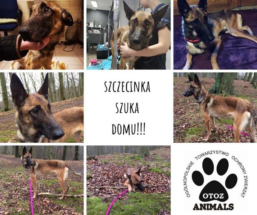 Szczecinka błyskawicznie wróciła do zdrowia i jest gotowa do adopcji. Niezwykła historia psa z Gdyni 