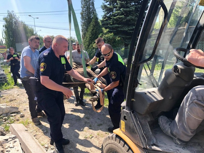 Łoś biegał we wtorek, 8 czerwca, po krakowskich ulicach....