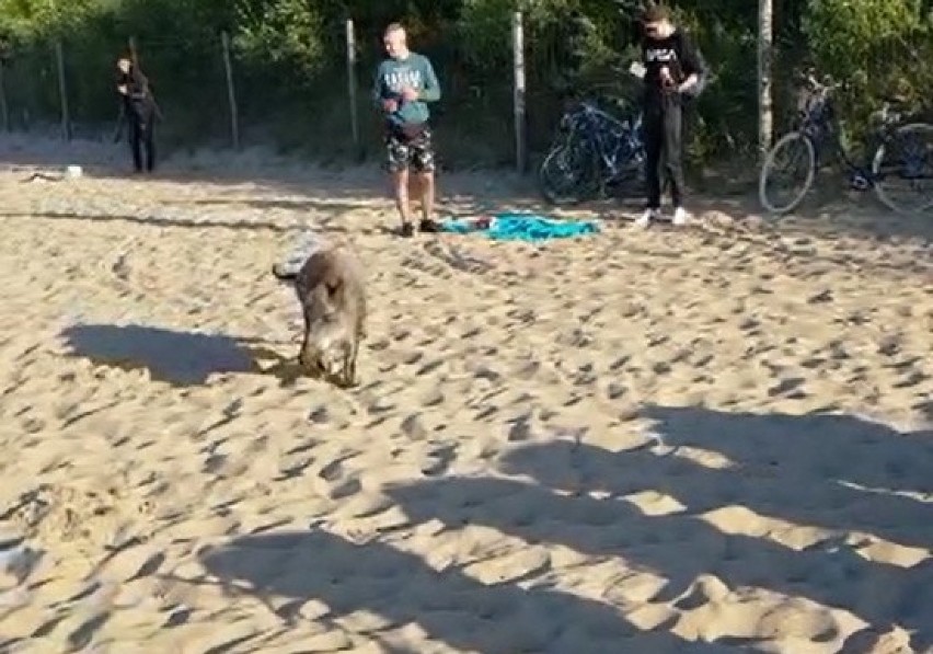 Dziki na plaży w Brzeźnie 7.07.2020. Mieszkaniec Gdańska nagrał, jak "spacerują" pomiędzy odpoczywającymi ludźmi