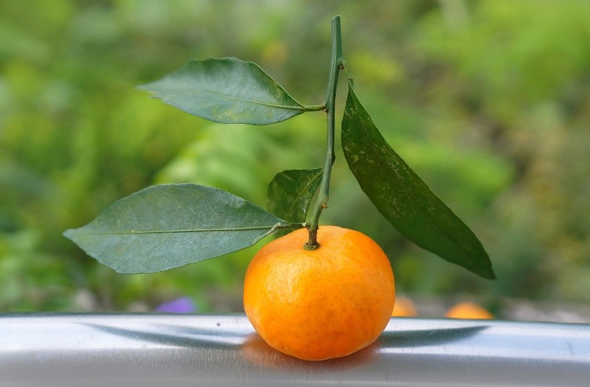 Na diecie DASH między posiłkami można przekąsić mandarynkę...
