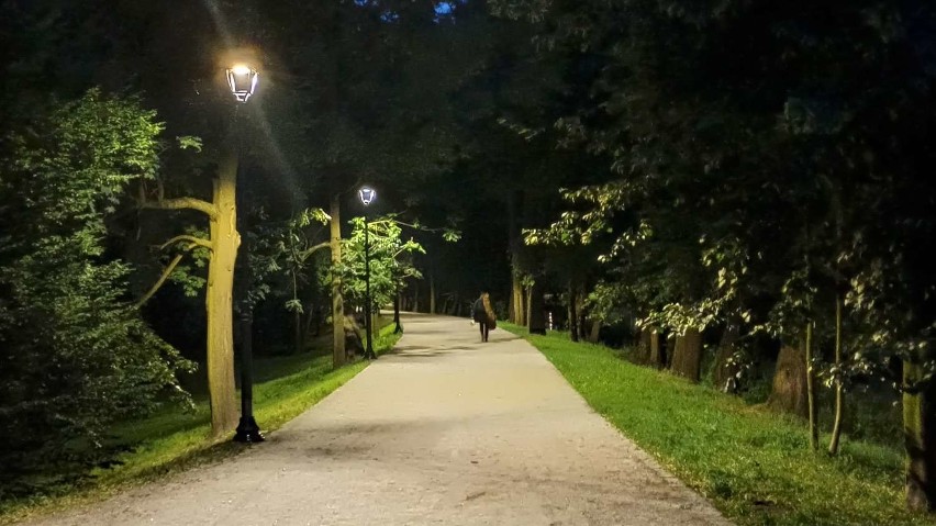 Park miejski w Kaliszu. Nowe oświetlenie alejek już działa