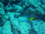 Mauritius - w głębinach Oceanu Indyjskiego - cz. II [Zdjęcia]