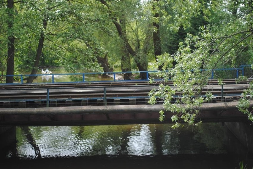 Spacer Szlakiem Żurawim w Wolsztynie (foto)