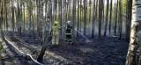Duże pożary w powiecie opoczyńskim. Pożar lasu w gminie Drzewica gasił samolot gaśniczy Dromader