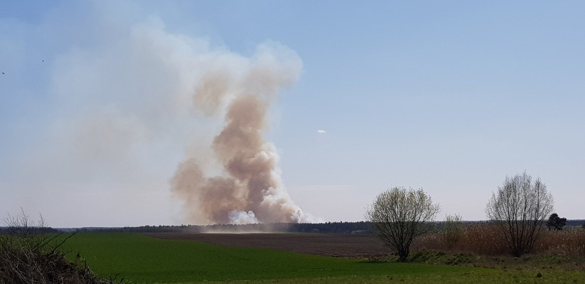 Płoną trawy w Dziadowej Kłodzie. W Stradomi spłonęło 50 hektarów nieużytków
