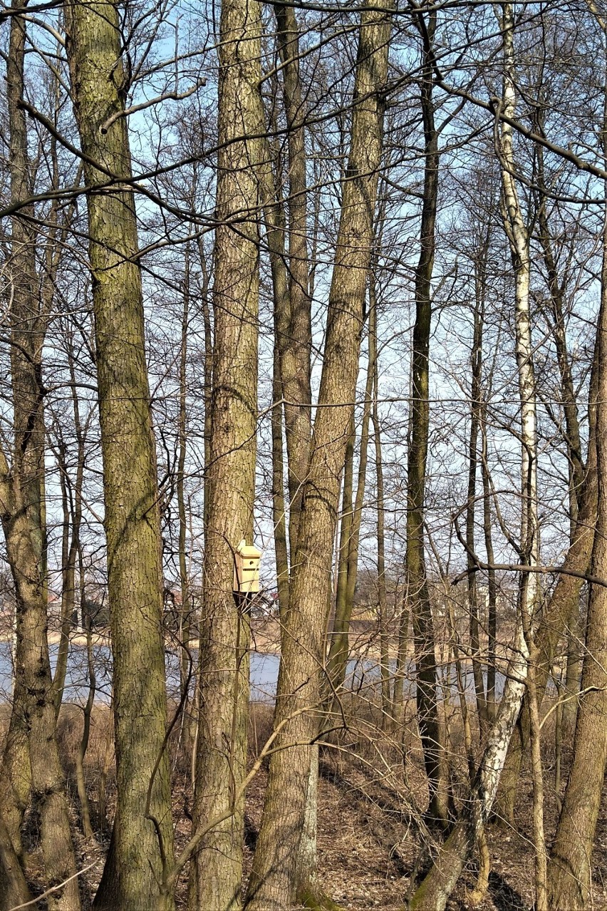 Miasto zadbało o swoich skrzydlatych mieszkańców. Budki lęgowe nad Miejskim [ZDJĘCIA]