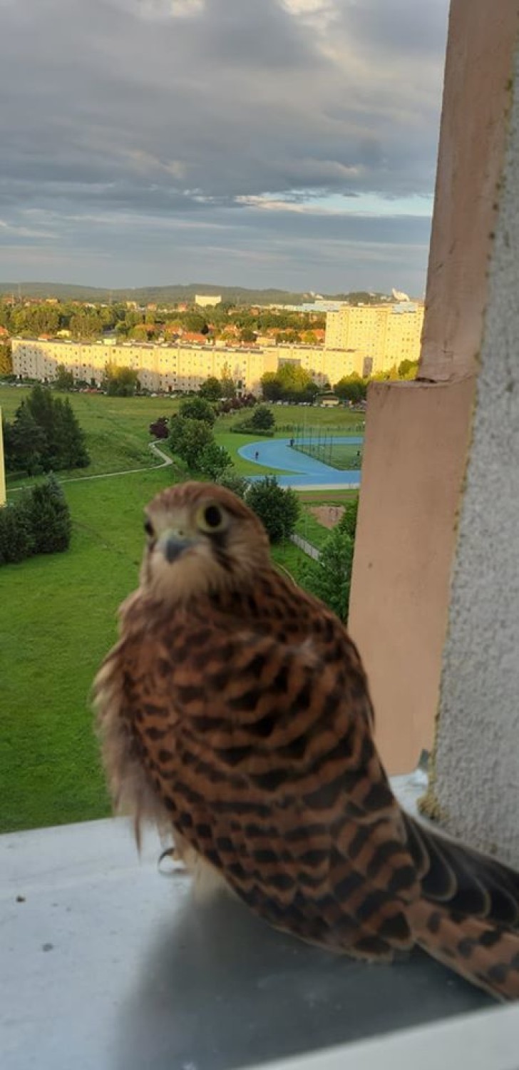 Pustułki w Wałbrzychu mają się dobrze