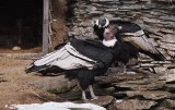 Gdańsk: Sensacja w zoo w Oliwie. Zagrożone wyginęciem kondory wysiadują jajo