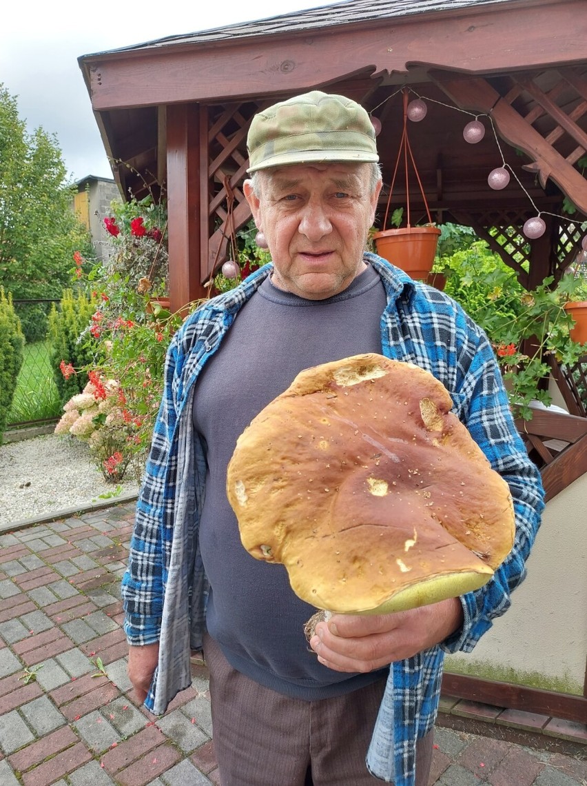 Olbrzymi grzyb znaleziony przez Pana Arkadiusza we wrzosowskim lasku