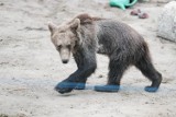 Poznańskie zoo: Powstanie sanktuarium dla niedźwiedzi