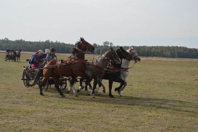 Popisy jeźdźców, brawurowe gonitwy na lisem