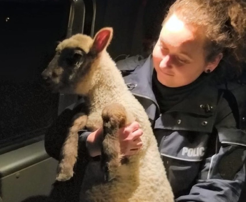 Owca błąkała się po Opolu. Policjanci zabrali ją do radiowozu i znaleźli właściciela