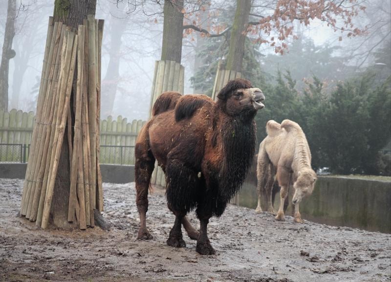 Kraków: zima w krakowskim zoo [ZDJĘCIA]