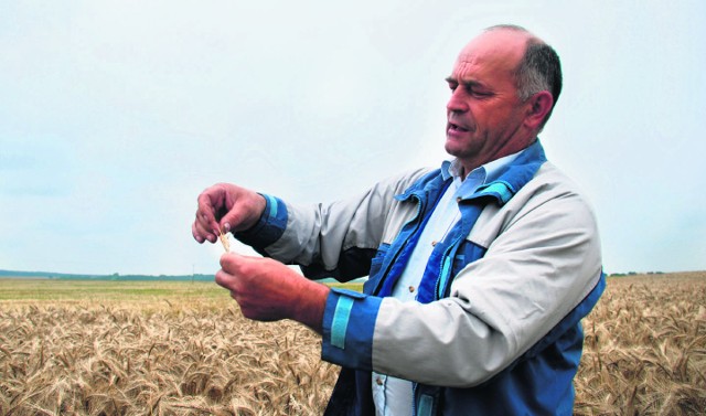 Marek Boligłowa z Boczkowic codziennie ogląda swoje zboże i martwi się coraz bardziej