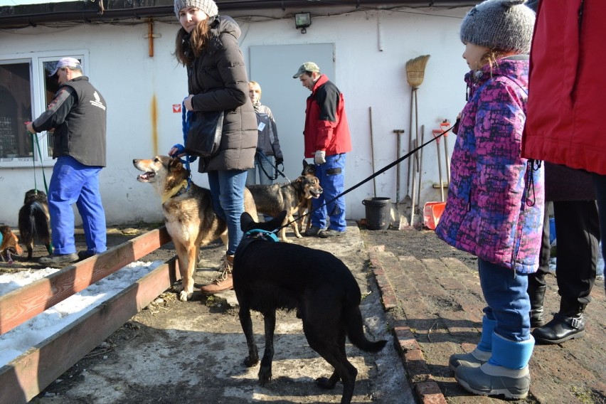 Schronisko dla zwierząt w Mysłowicach. Walentynkowe spacery