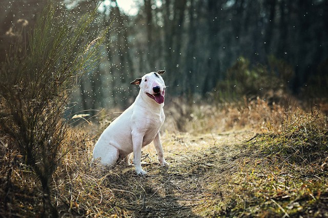 Każdy z fotografów starał się pokazać piękno zwierzęcia oraz jego indywidualny charakter