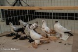 Pokaz gołębi młodych w Grzędzicach. Wystawiono ponad 300 gołębi