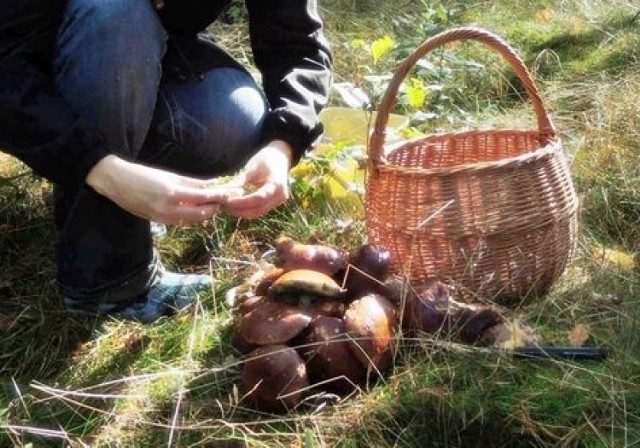 W lasach w okolicy Strumian sezon grzybowy w pełni.