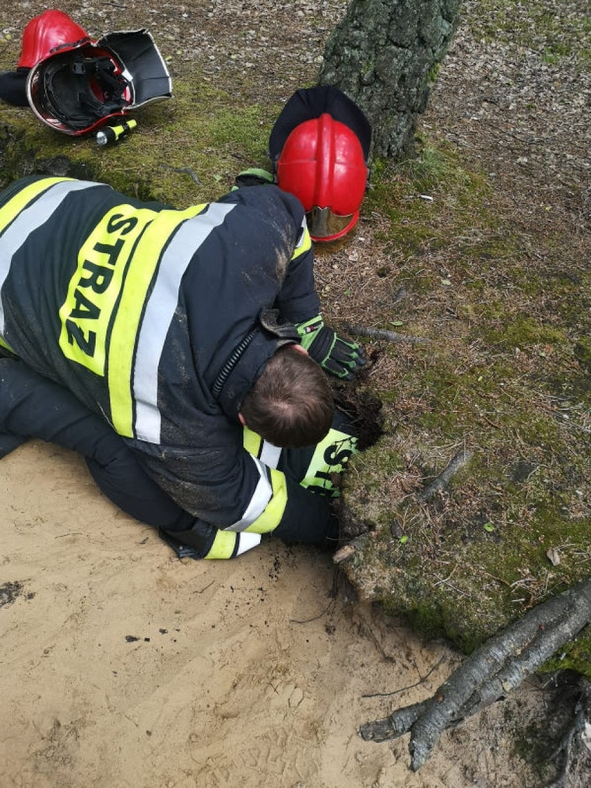 Strażacy uwolnili uwięzionego psa, kóry wpadł do jamy w ziemi