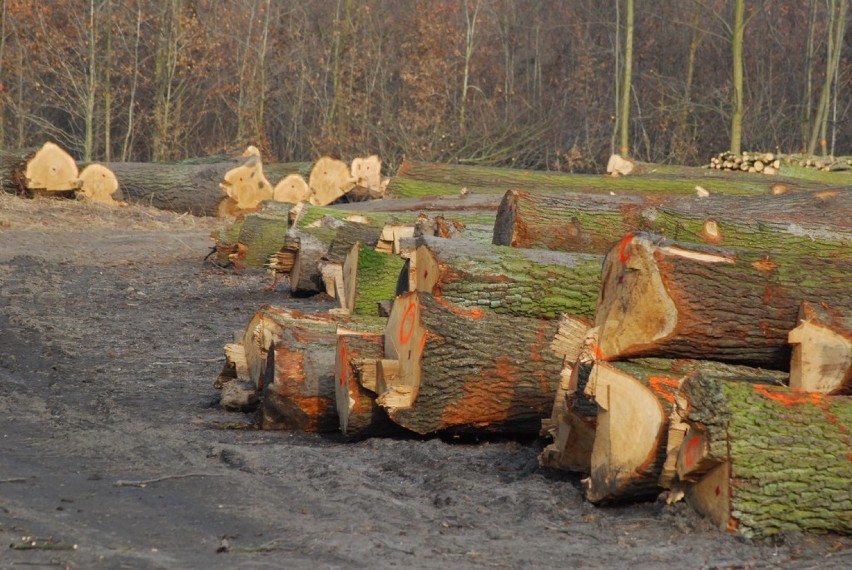 Obwodnica Jarocina: Wycięli kolejne drzewa