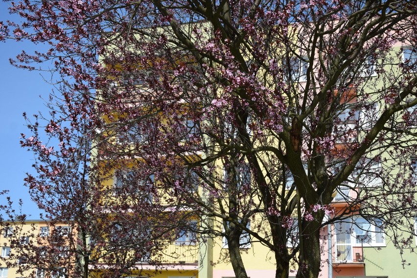Kraśnik. Wiosna zawitała do miasta na dobre! Zobacz zdjęcia ze spaceru po fabrycznej części miasta (ZDJĘCIA)