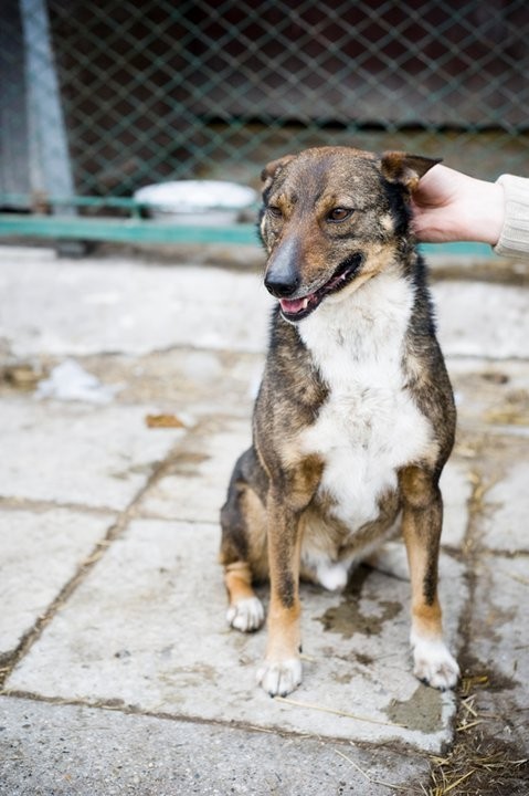 Adoptuj sobie psa, to nic nie kosztuje FOTO