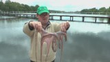 Z mazurskiego jeziora wyciągnięto śmiornicę [wideo] 