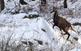 Piękne kozice w lesie na Dolnym Śląsku! To niezywkłe i rzadkie spotkanie! [ZOBACZ ZDJĘCIA]