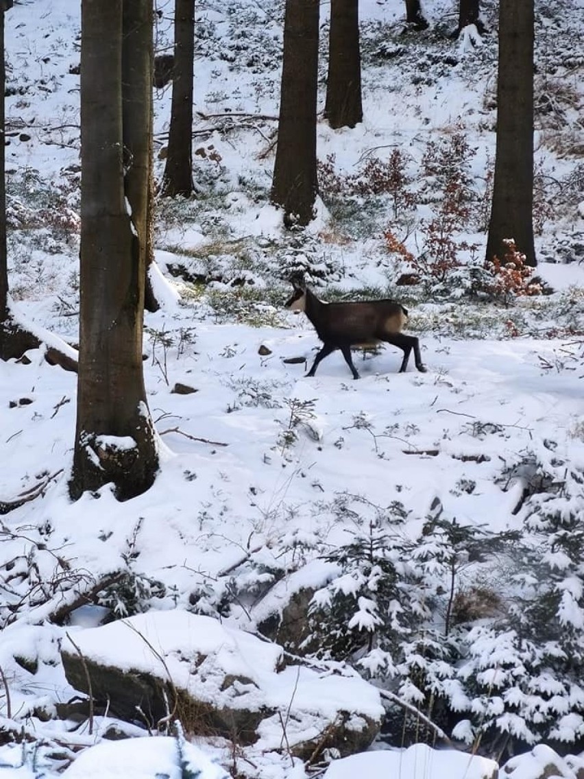 Piękne kozice w lesie na Dolnym Śląsku! To niezywkłe i rzadkie spotkanie! [ZOBACZ ZDJĘCIA]