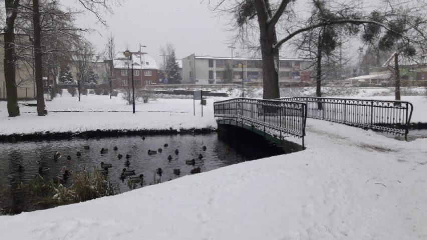 Pruszcz Gdański zimą. Przysypane śniegiem ulice i park tworzą zimowy klimat [ZDJĘCIA]