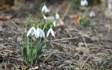 Pierwsze oznaki wiosny w Ogrodzie Botanicznym w Kielcach. Kwitnie leszczyna, pojawiły się przebiśniegi. Zobaczcie zdjęcia i film 