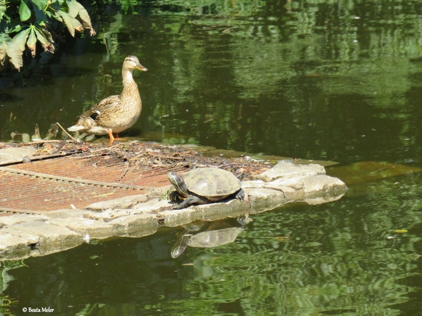 Żółw w Parku Róż w centrum Gorzowa. - Często chodzę koło...