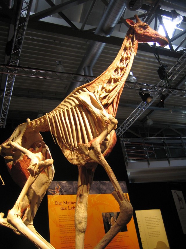 Strona szkieletu żyrafy, zdjęcie z wystawy &quot;K&ouml;rperwelten&quot; - Cykl życia w Offenbach.