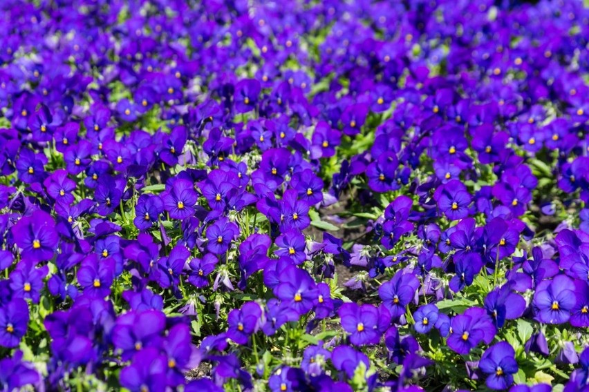 Znów czynny jest krakowski Ogród Botaniczny