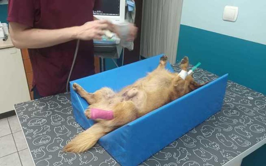 Karuś cudem uniknął śmierci poprzez potrącenie, teraz walczy o zdrowie. Życie psa zostało wycenione na 8 tysięcy zł. 
