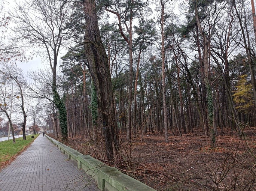 W parku od tygodni trwają zaawansowane prace porządkowe.