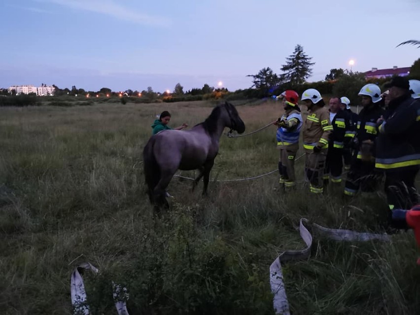 W Sianożętach koń wpadł do starej studni - strażacy ruszyli na pomoc