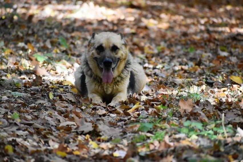 Do adopcji Fado - prawdziwa oaza spokoju na czterech łapach