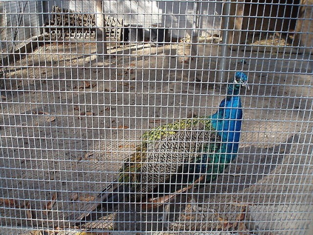 Ptaszarnia w parku miejskim została zlikwidowana. Jedną z atrakcji był paw, który wraz z 8 ptakami pojechał do ośrodka "Ptakolub" w Złotej pod Pińczowem.