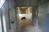 Drugi hipopotam w zamojskim zoo. To stukilowy "maluch", Tokaj. ZDJĘCIA