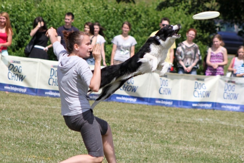 Cytadelę opanowali psi specjaliści od łapania frisbee i...