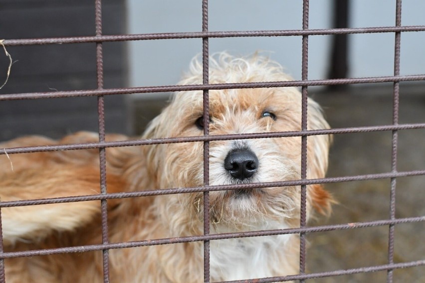 Schronisko w Zawierciu usilnie prosi o pomoc w adopcji zwierząt. Jak możesz zaadoptować lub pomóc? [VIDEO]