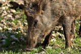 Dziki terroryzują mieszkańców Nowego Tomyśla i atakują spacerowiczów. Straż Miejska ostrzega!