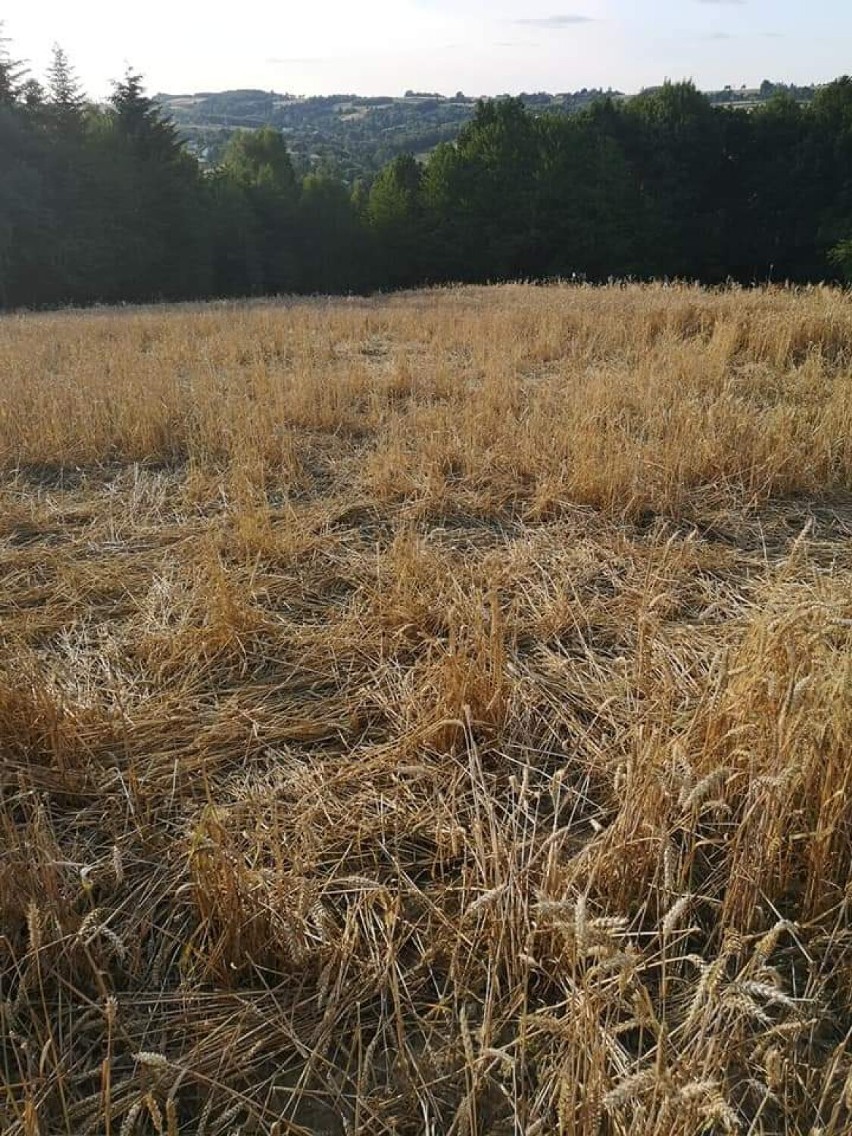 Walczący z dzikami. Zwierzyna łowna masowo niszczy uprawy rolne w gminie Kołaczyce