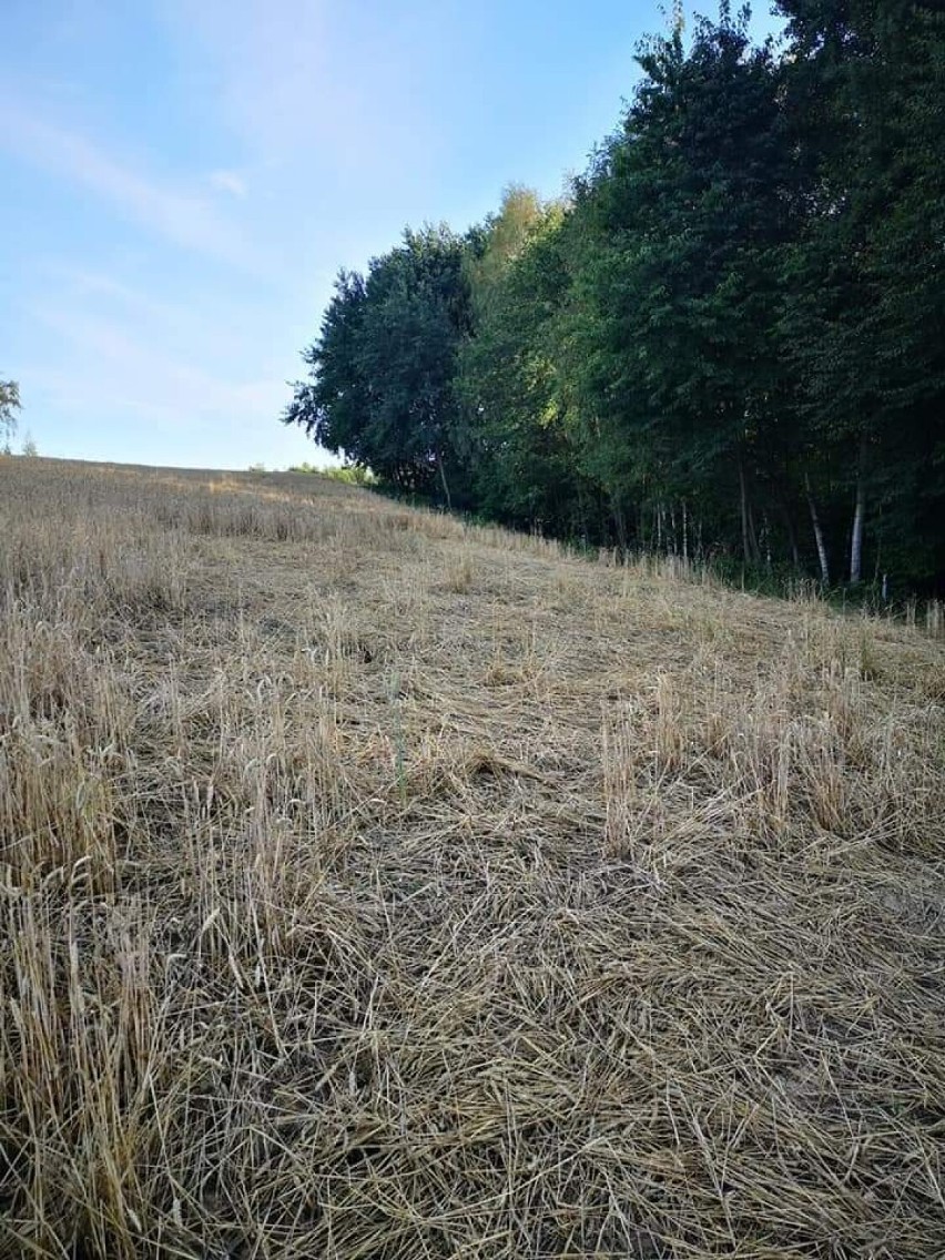 Walczący z dzikami. Zwierzyna łowna masowo niszczy uprawy rolne w gminie Kołaczyce